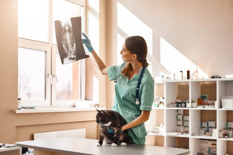 Diagnostic Imaging for Your Dog or Cat