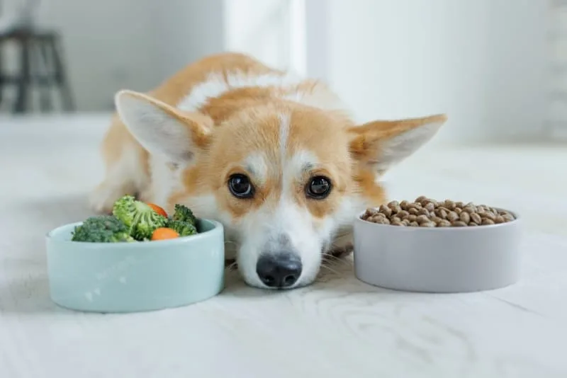 The Best Dry Dog Foods for Small Dogs