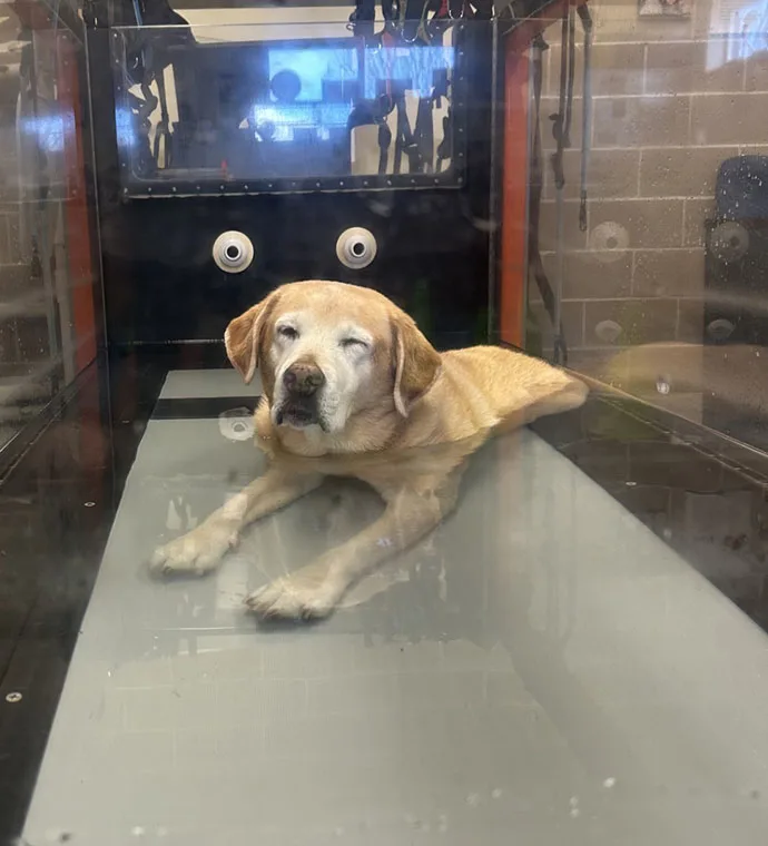 Mountain View Veterinary Hospital Vancouver Washington Rehabilitation Underwater Treadmill Bailey