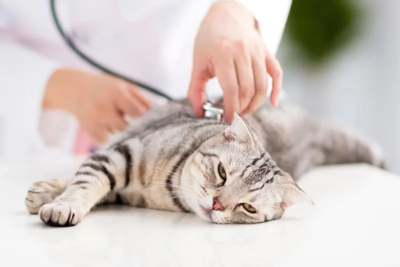 Cat Intestinal Blockage Surgery