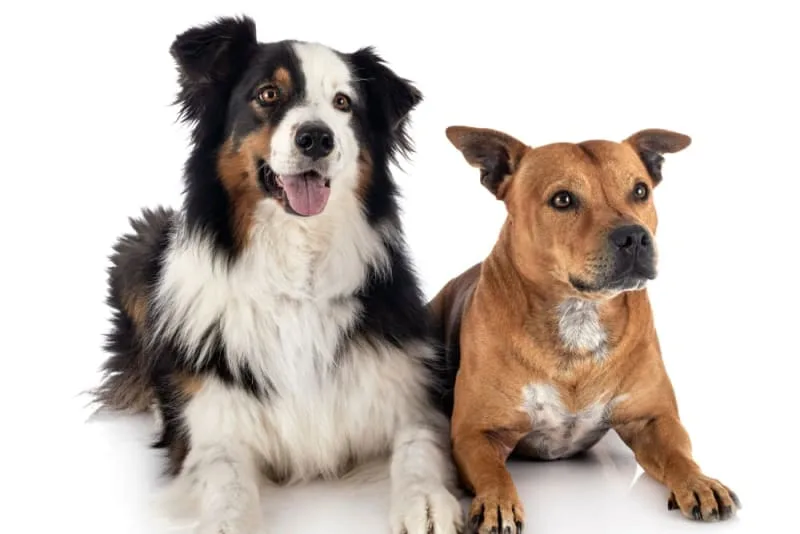 Is It Better to Have Two Dogs?