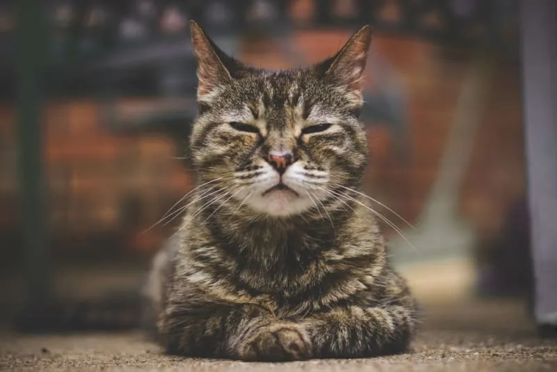 Senior Pets: Ways To Tell How Old My Cat Is