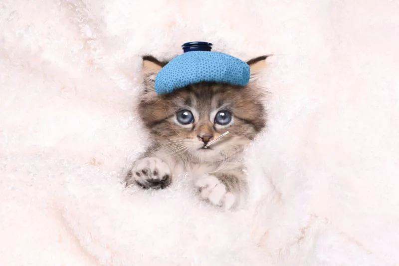 Can Cats Get a Cold - What Should I Do If My Cat Has a Cold?