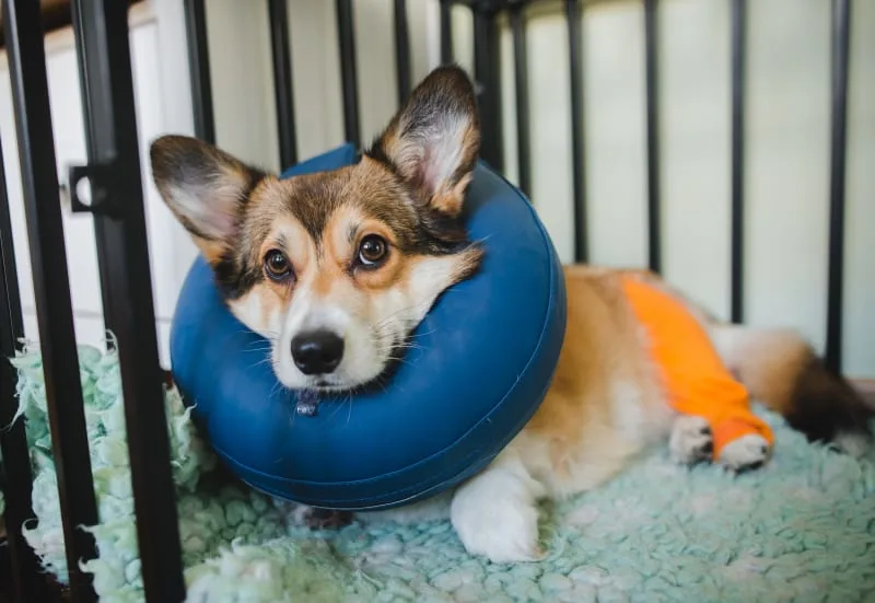 Pet First Aid Guide: How to Give Pets First Aid?