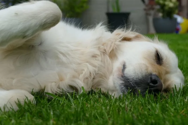 Dog Stops Walking and Won't Move! Reasons & What To Do