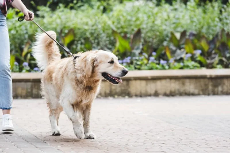 Parvovirus in Dogs