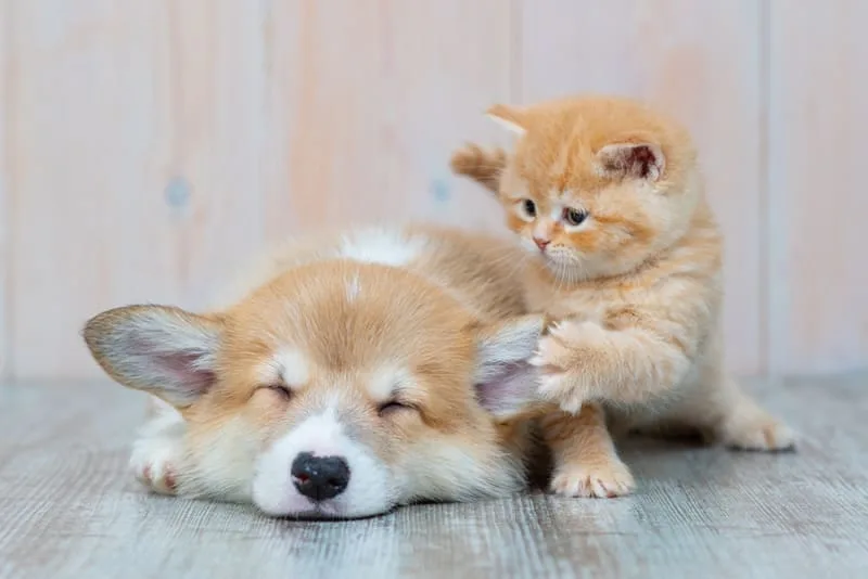 Tips For Raising a Puppy & Kitten Together