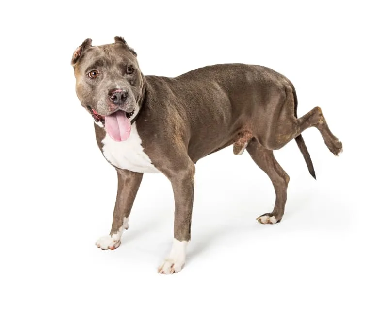 ACL Surgery for Dogs