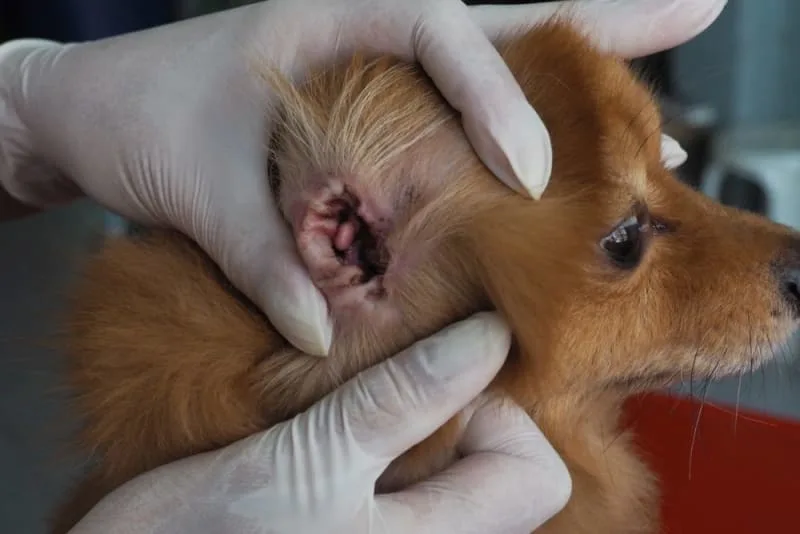 Dog Ear Bleeding: Causes & Treatment