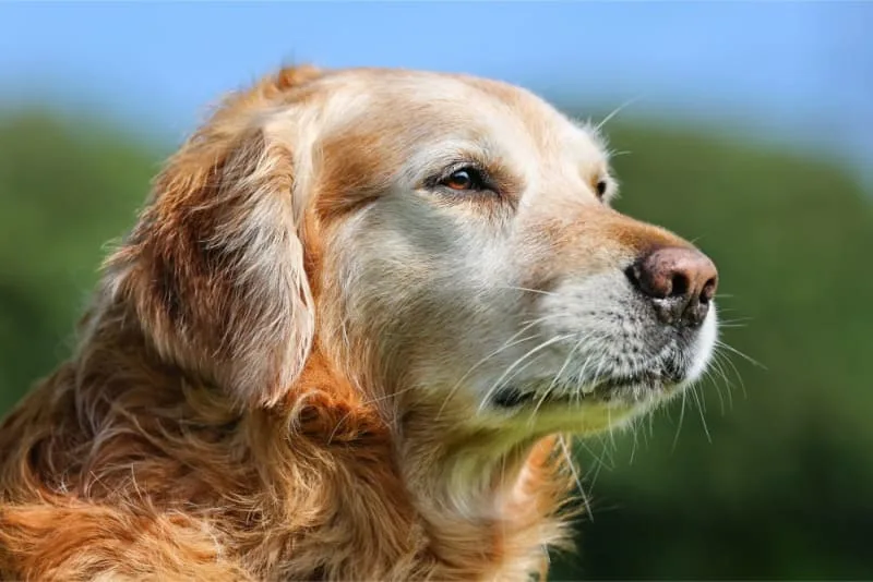 Aging in Dogs