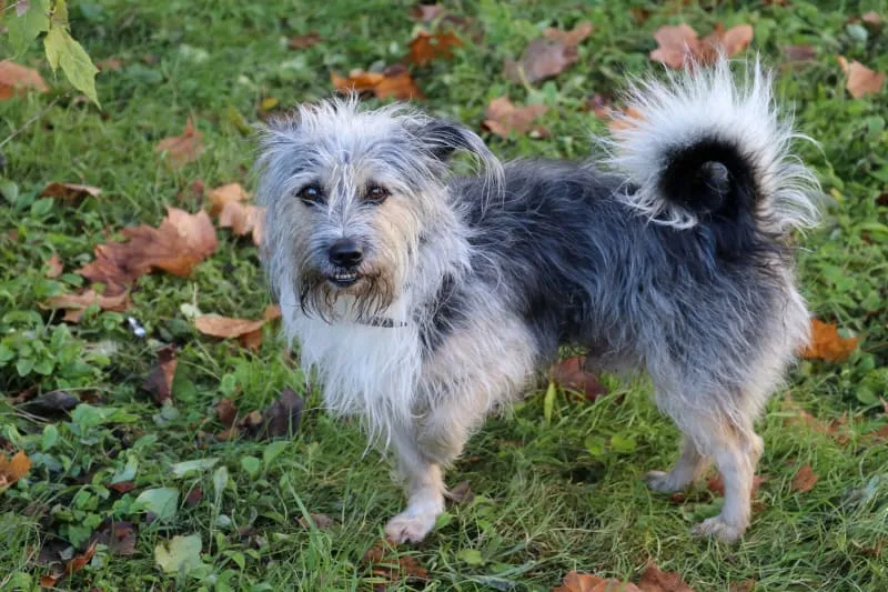 Joint Pain in Dogs