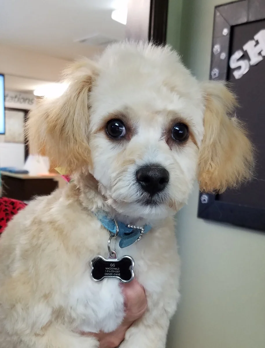 Rocklin Road Animal Hospital 20