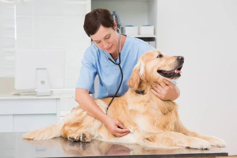 Why Your Pets Checkup Is So Important