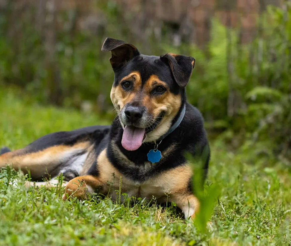 Black and tan dog lying in grass, panting with tongue out