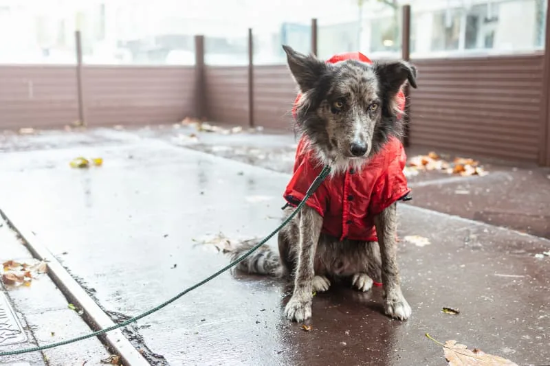 Constipation in Dogs