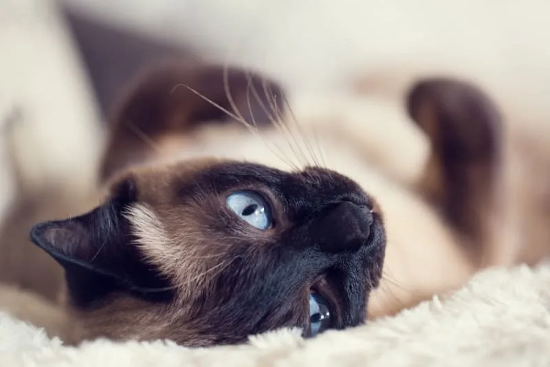 My Cat Keeps Throwing Up!