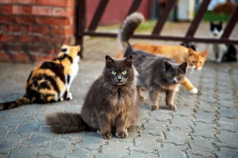 The 15 Cutest Cat Breeds