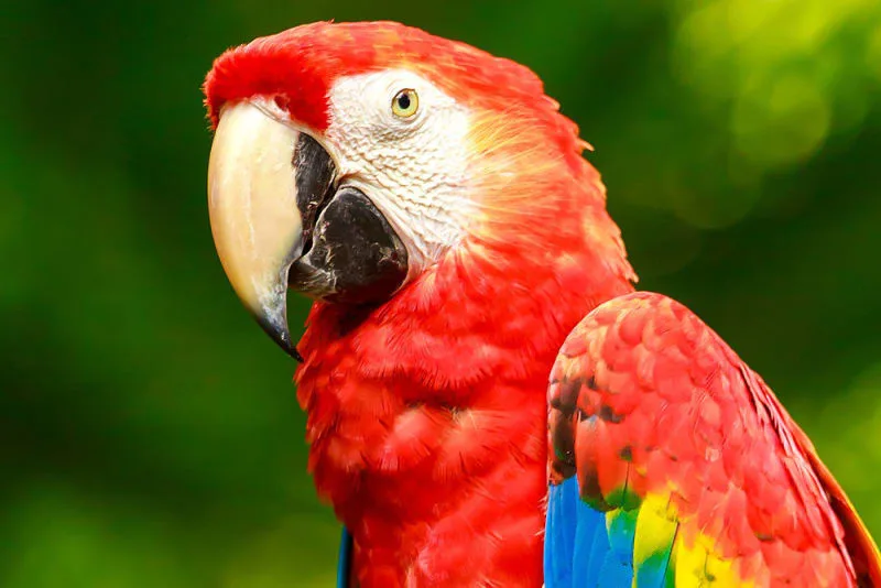 Parrot Lifespan: How Long Can Parrots Live?