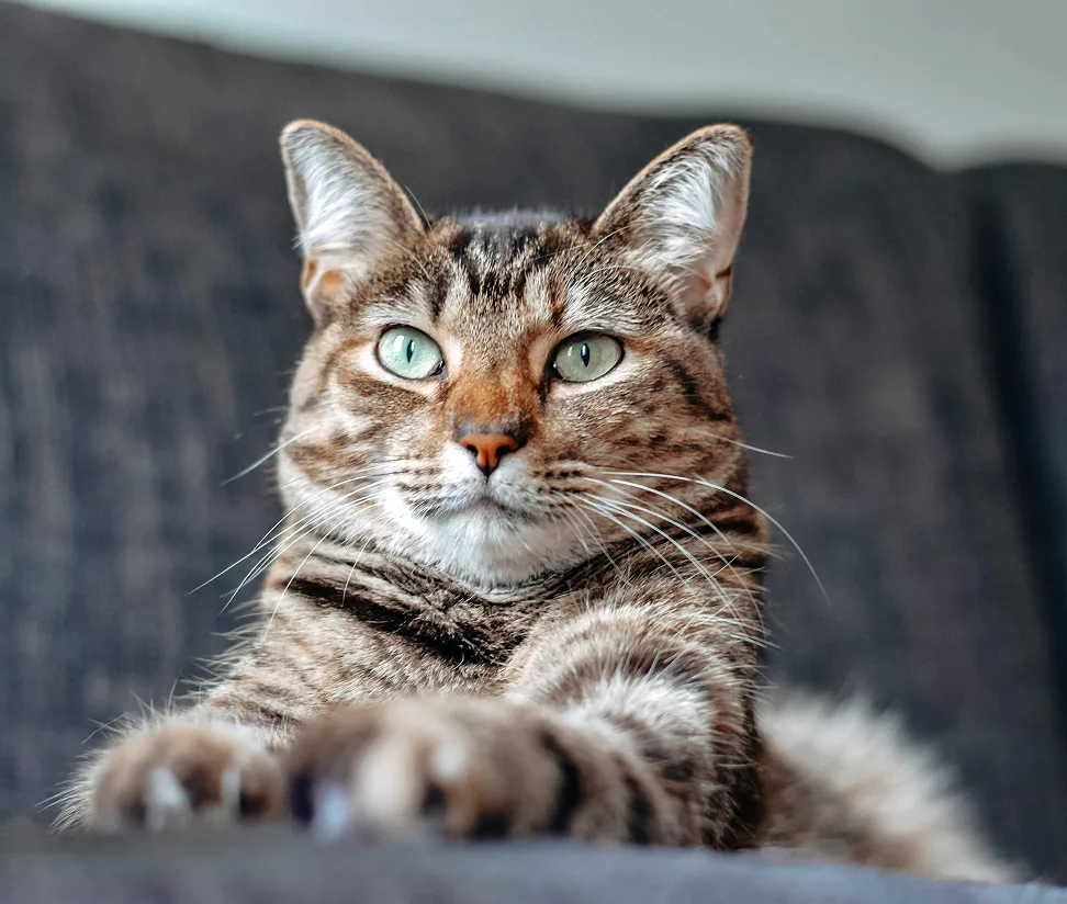 Brown tabby cat with green eyes lying on a dark couch