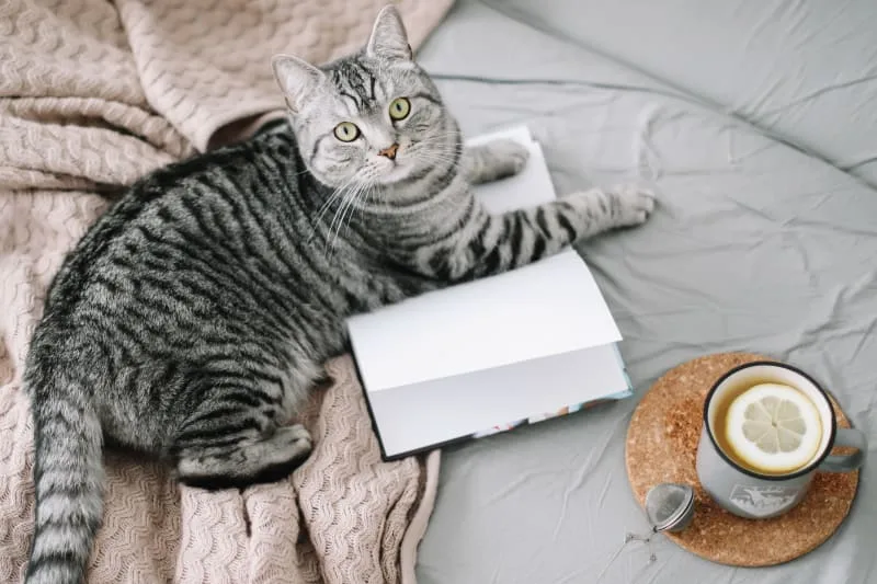 What cat breed is best for indoors?