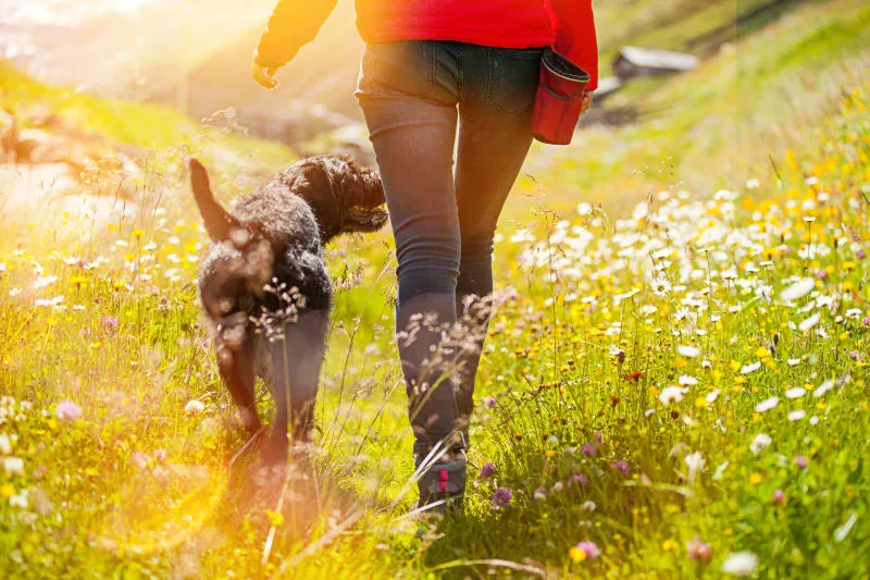 Dog Rabies Vaccine Schedule