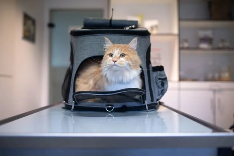Where I Can Leave My Cat While on Vacation?