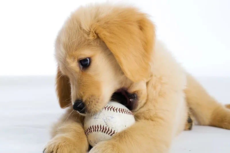 How Can I Help My Teething Puppy?