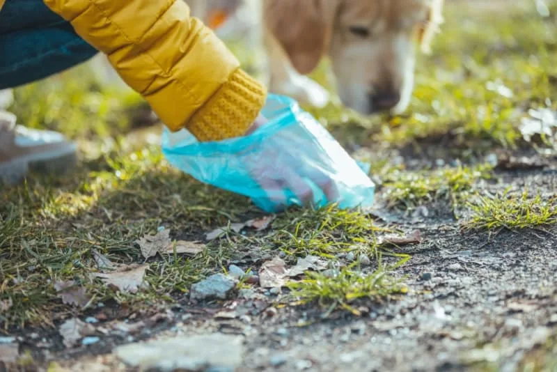 The Importance of Regular Fecal Exams for Pets