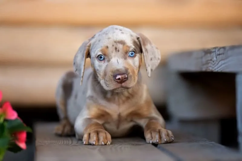 Dog Rabies Vaccinations: Shot Schedule