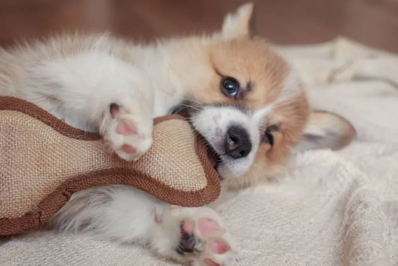 How To Help A Teething Puppy
