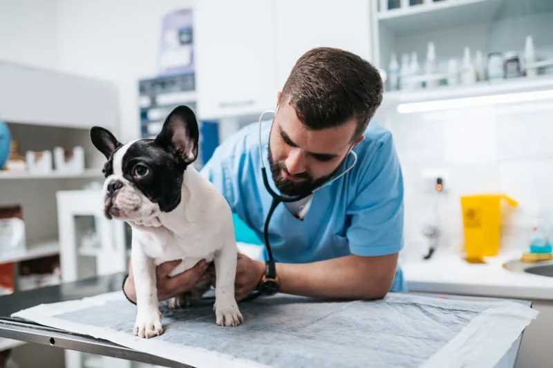 Puppy Vaccination Schedule