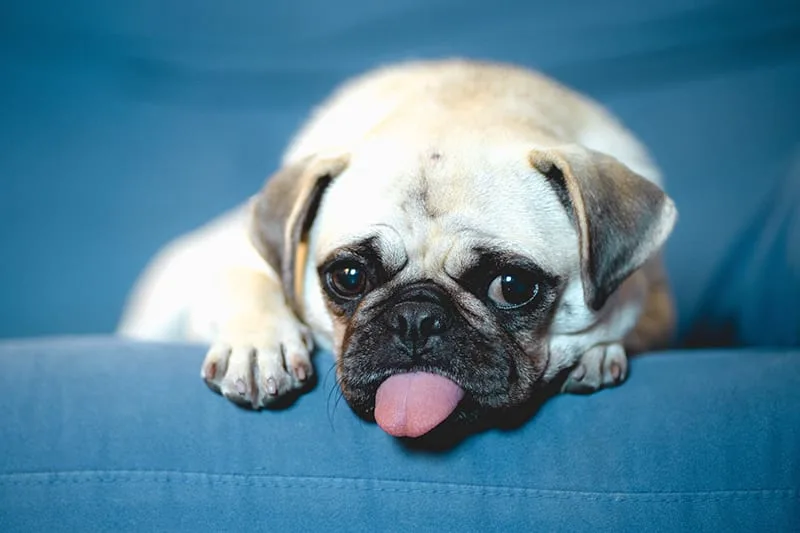 Some of the Best Dogs For Family Life