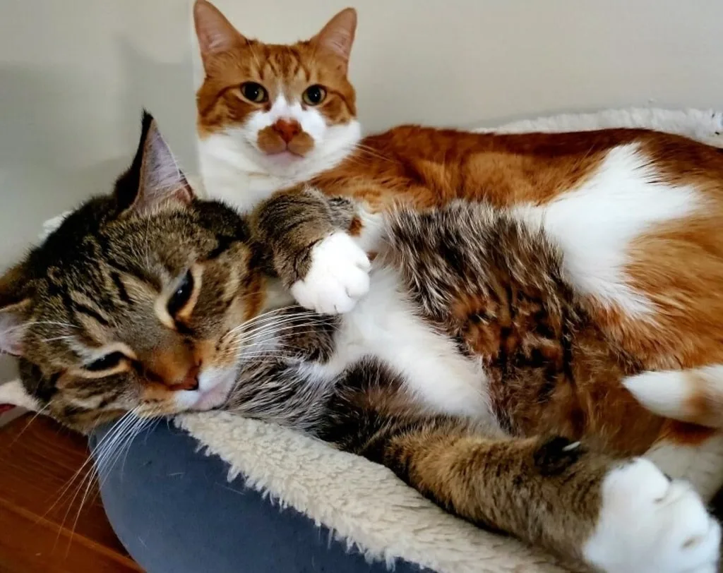 two cats at vet offices