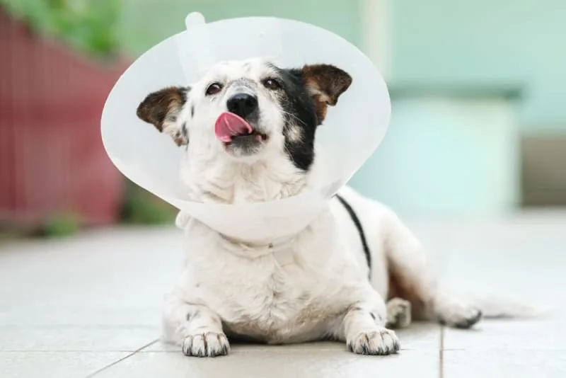 Getting Your Dog Fixed: When & What to Know