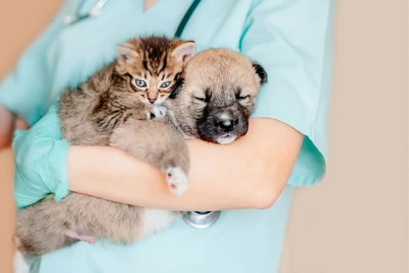 How often should cats & dogs get checked by the vet?