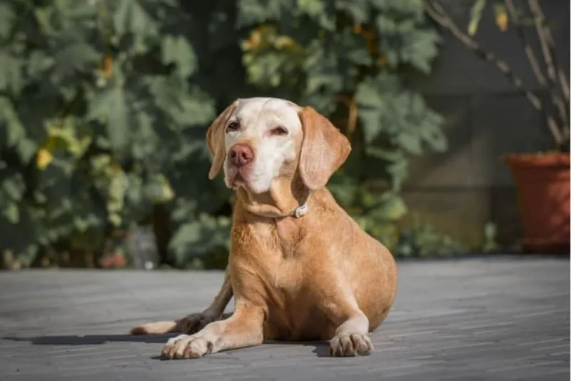 How Long Can You Leave a Dog Alone?