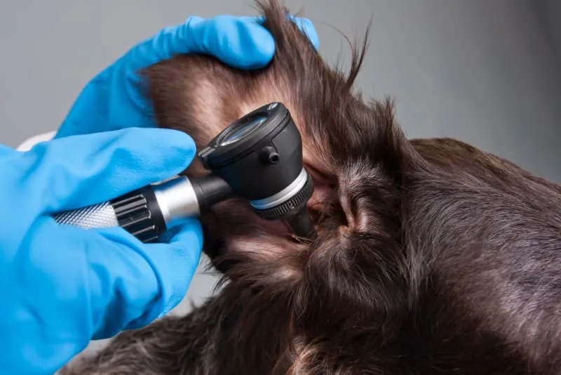 How to Know If Your Dog Has an Ear Infection