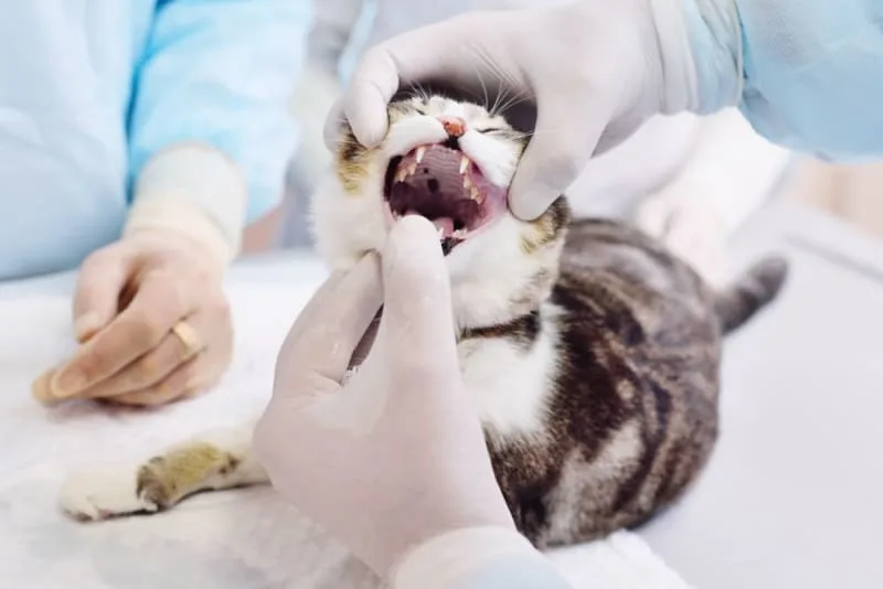 Cat Teeth Cleaning: How to Clean a Cat's Teeth