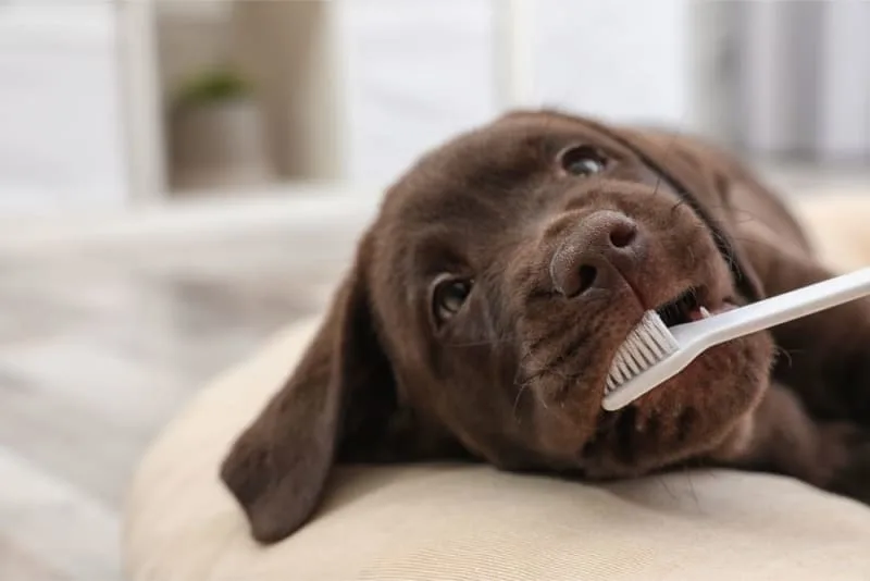 Do dogs get cavities?