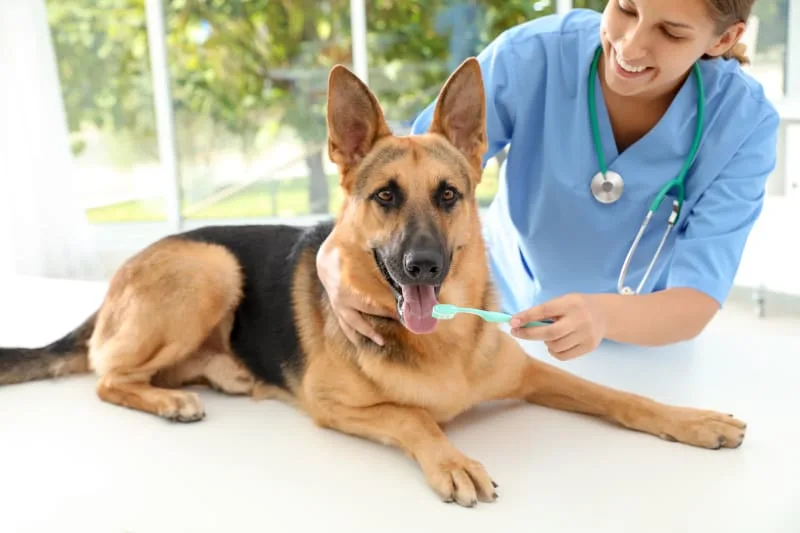 How to Take Care of Your Dog's Teeth