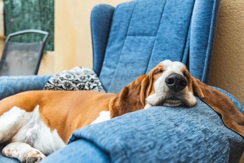 Fever in Dogs