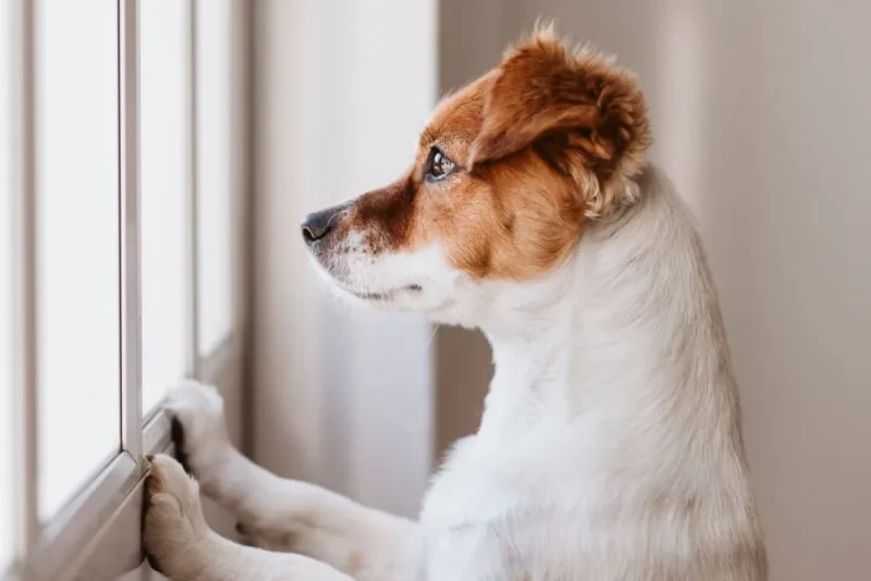 Leaving a Puppy Alone at Home for the First Time: How to Prepare