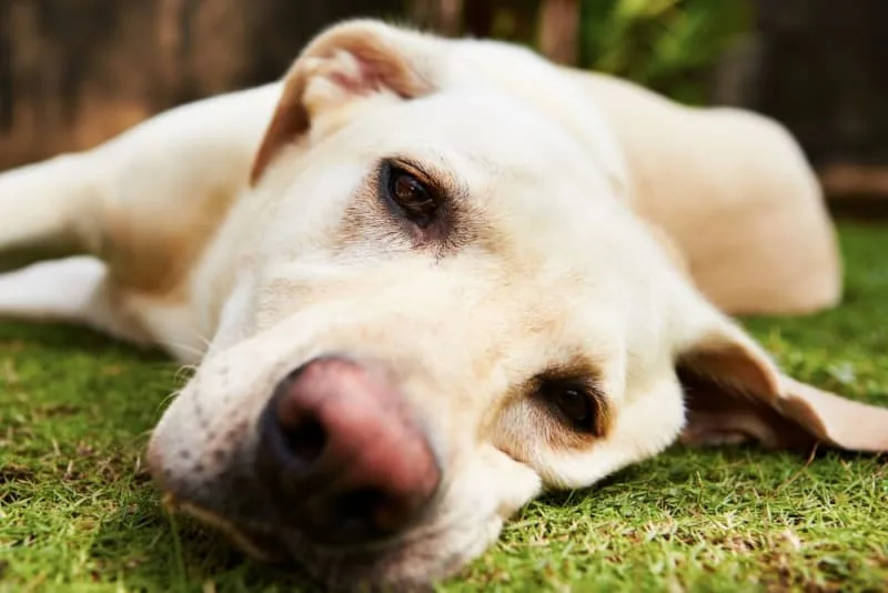 Vomiting in Dogs: Causes and When to Worry