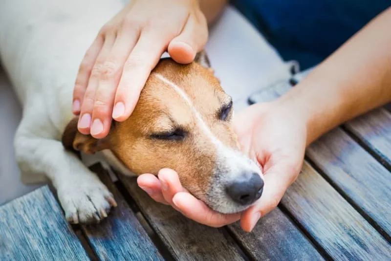 Vaccine Reactions in Dogs: Everything You Should Know