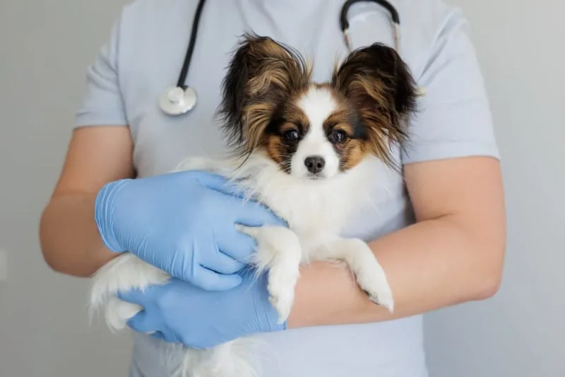 Types of Anemia in Dogs