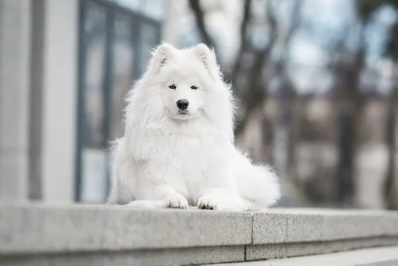 How often should you bathe your dog?