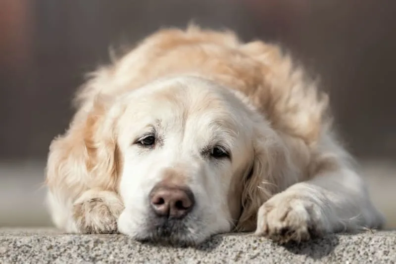 Signs of Pain & Discomfort in Dogs