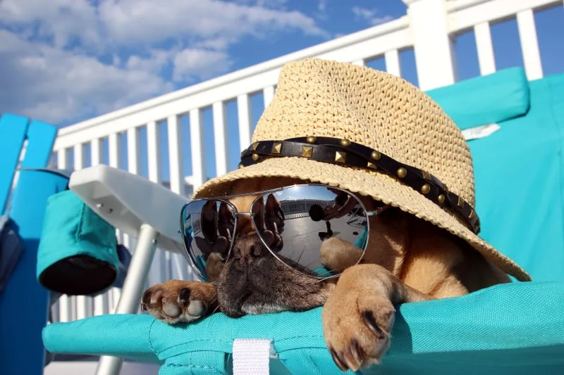 Signs and Symptoms of Heatstroke in Dogs