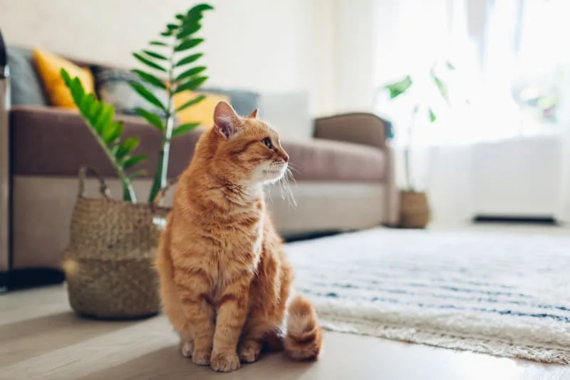 What You Need to Know About Cat Urinary Tract Infections