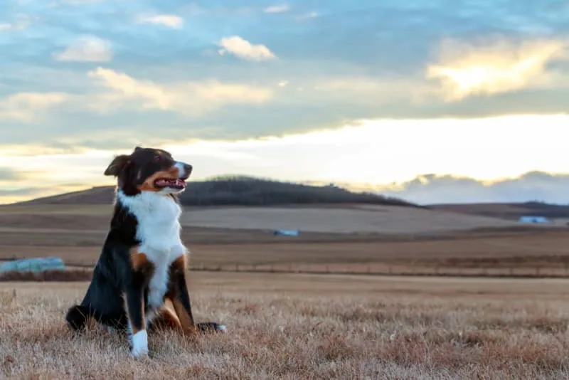 My Dog is Constipated: Why & What to Do